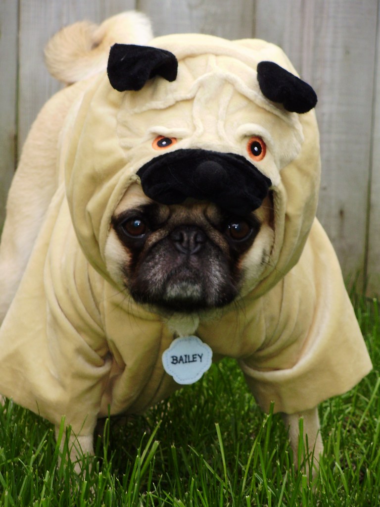 Pugs In Costumes