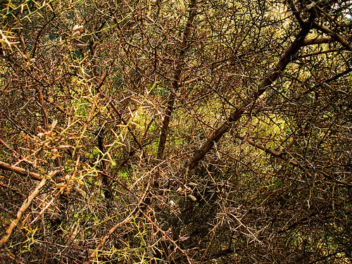 Plants to Protect Your Property Canada Free Press