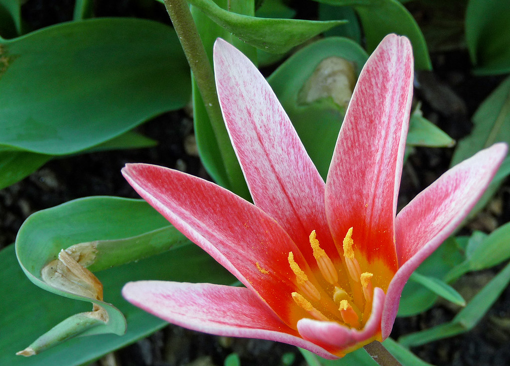 Spring flowers Pollen 1 Definite signs that Spring is he… Flickr