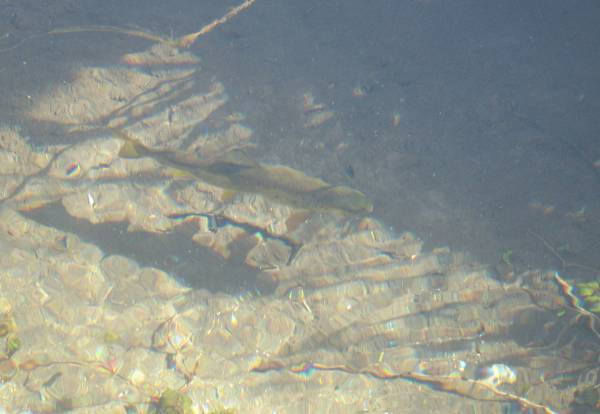 Brown Trout Katie Fuller Flickr
