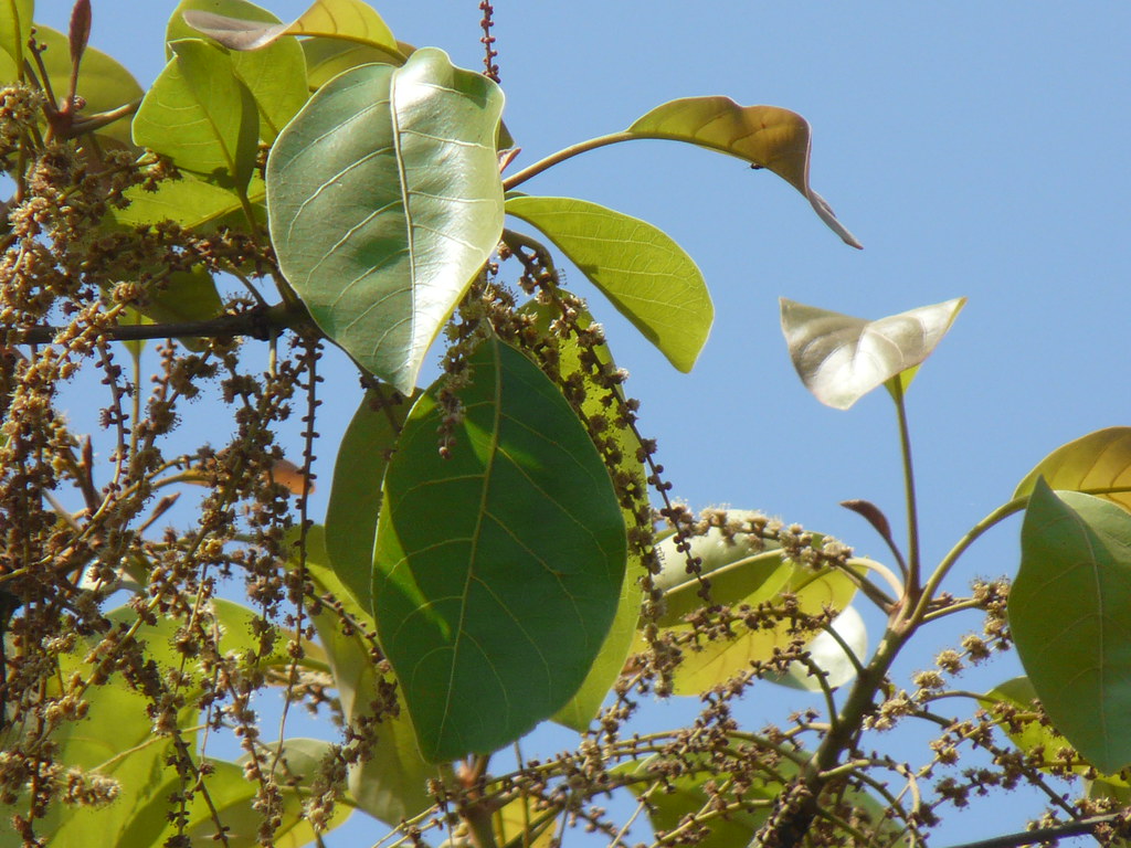 Thaanni (Malayalam താന്നി) Combretaceae (rangoon creeper … Flickr