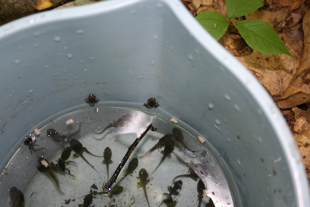 IMG_2214 Captive wood frog tadpoles ready for release Flickr