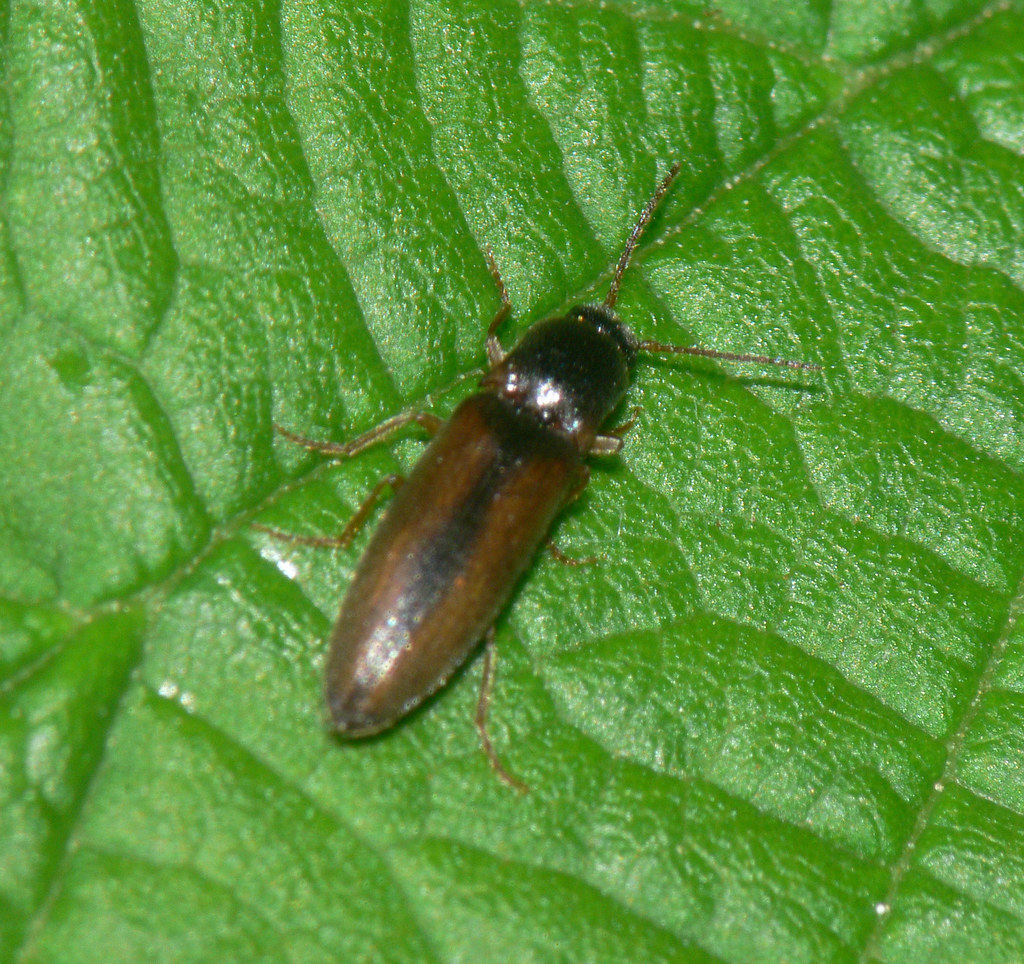 Click beetle (Dalopius marginatus) Small (6mm) beetle on h… Flickr