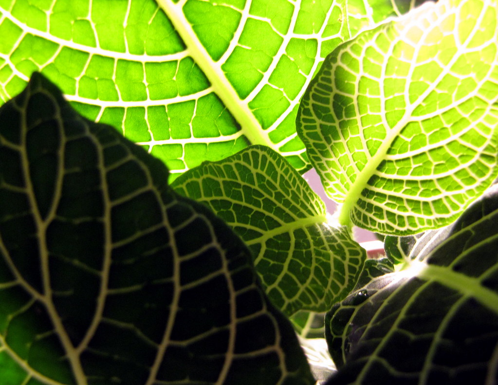 House Plant Twin Falls, Idaho 2009 Jenn Marshall Flickr