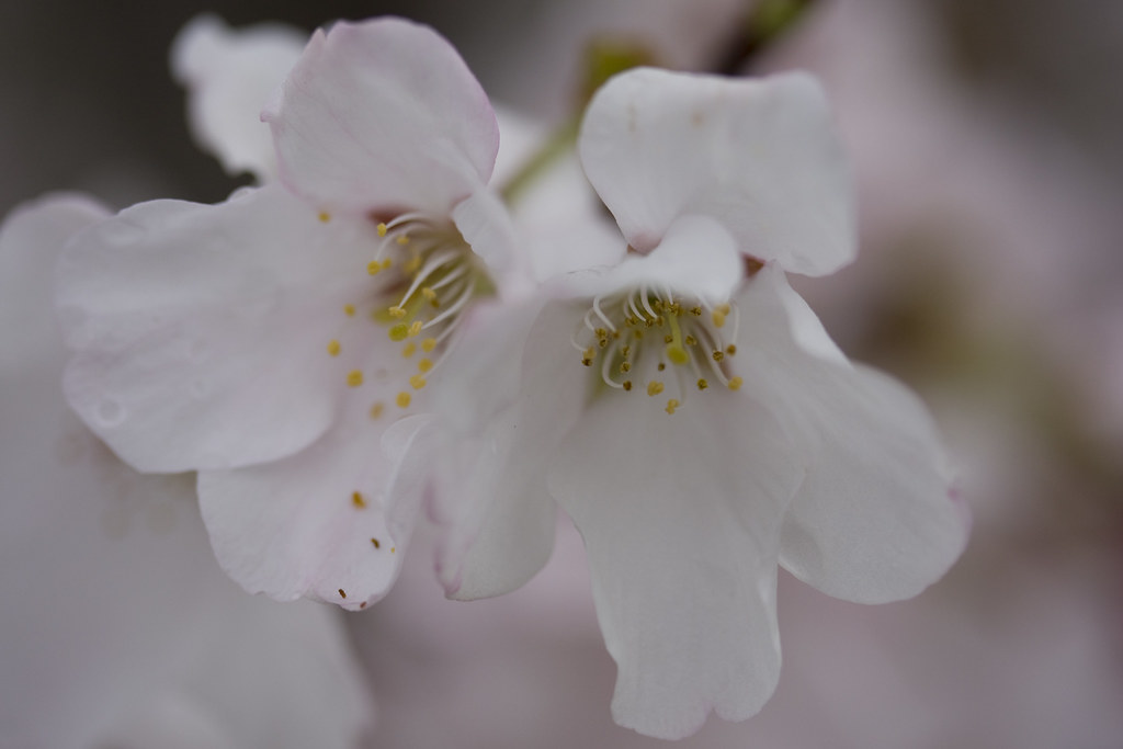 Cherry Blossom 3 Chery tree blossoms in my front yard afte… Flickr