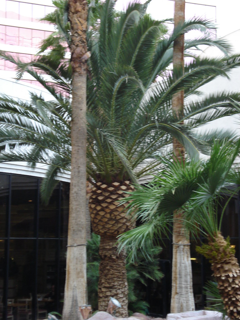 a pineapple palm tree Adam Reich Flickr