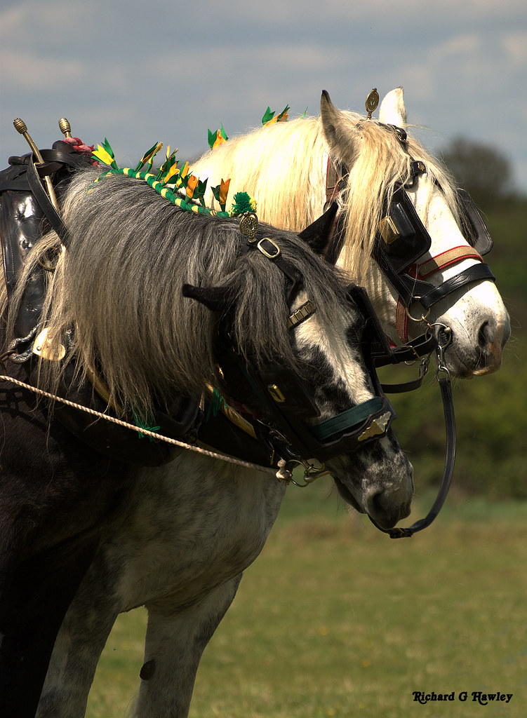 Heavy Horses Location Downham Market, Norfolk richardghawley Flickr