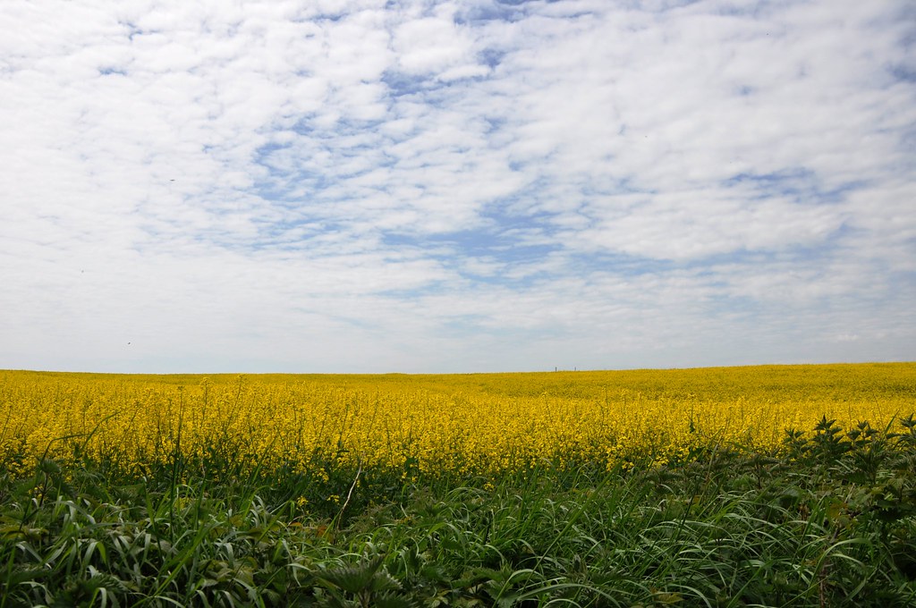 Field of yellow flowers Langdon Cliffs, Dover, England. Flickr