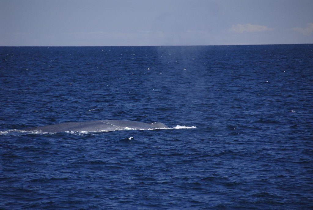 Blue Whale by Isla de Carmen Blue whales make the loudest … Flickr