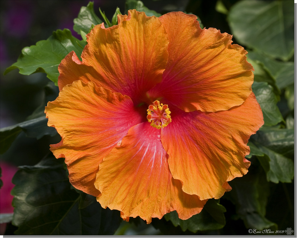 Tequila Sunrise Hibiscus From the Lincoln Park Conservator… Flickr
