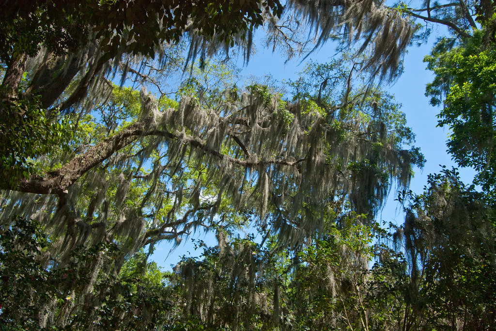 Spanish Moss ThreeIfByBike Flickr
