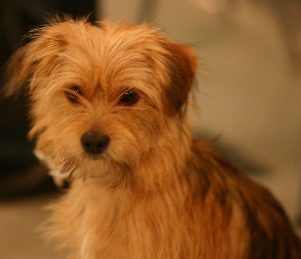 Happy Tails Dog Training, Calgary Chloe, www.happytailsdog… Flickr