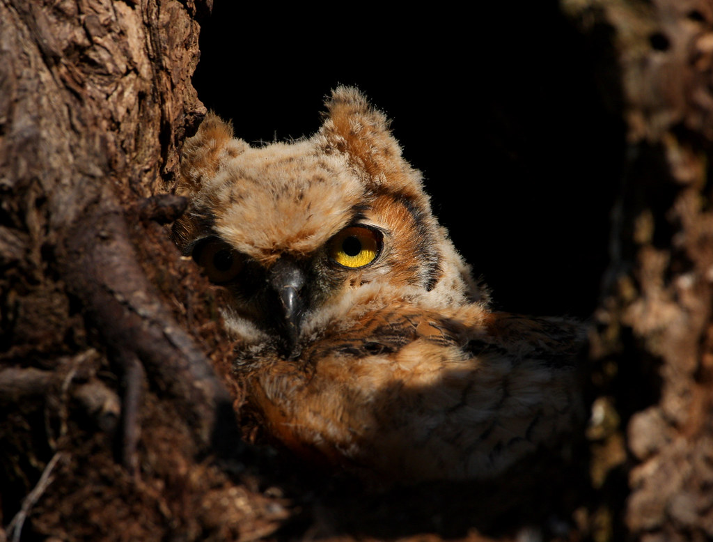 Great Horned Owl Rainy weather lately so have some time to… Flickr