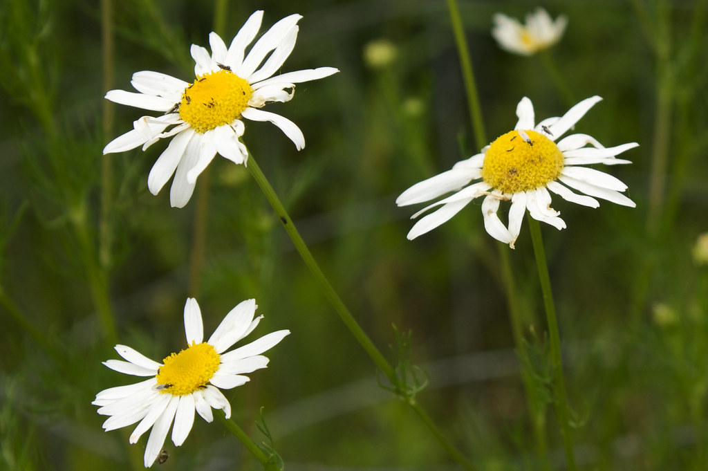Mayweed 30 Also called stinking chamomile, dog fennel, hor… Flickr