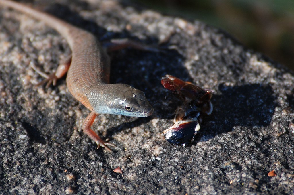 Skink eating freshwater mussel Steve Dale Flickr