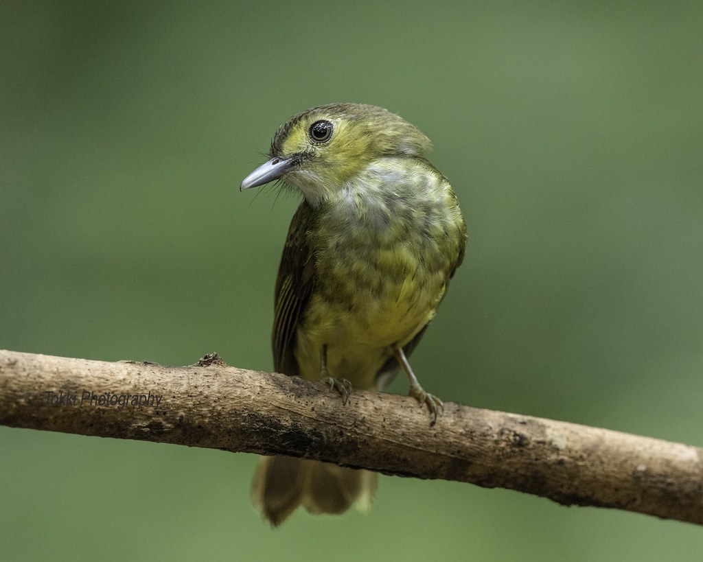 Hairy backed bulbul. Merbah Bulu Tengkuk. Rengit Lanchang