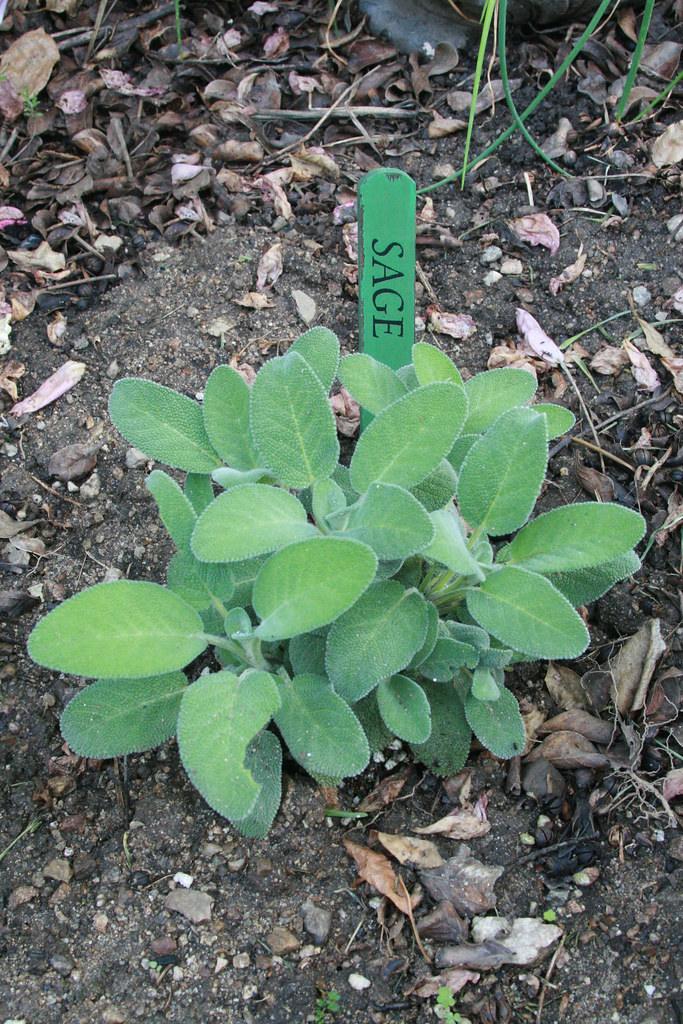 Sage My new sage plant. Living in Monrovia Flickr
