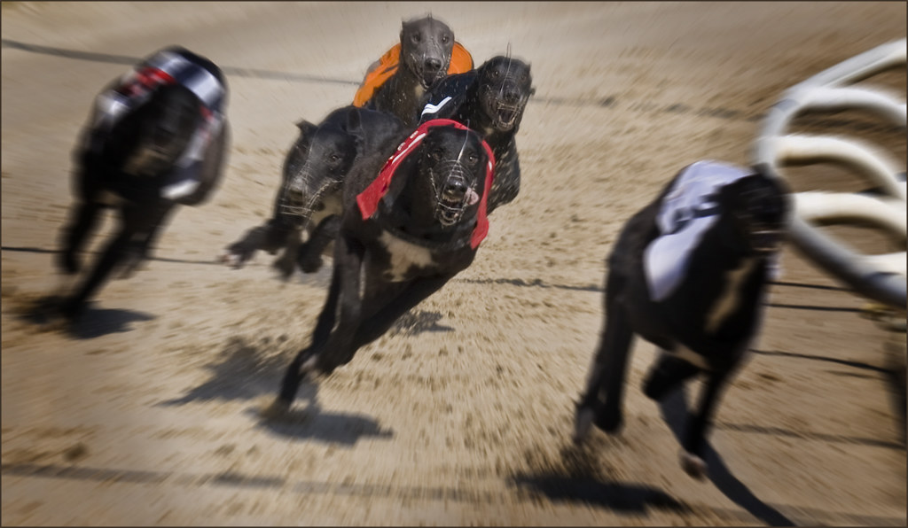 Dog Race Greyhound racing in Hove Jonathan Munro