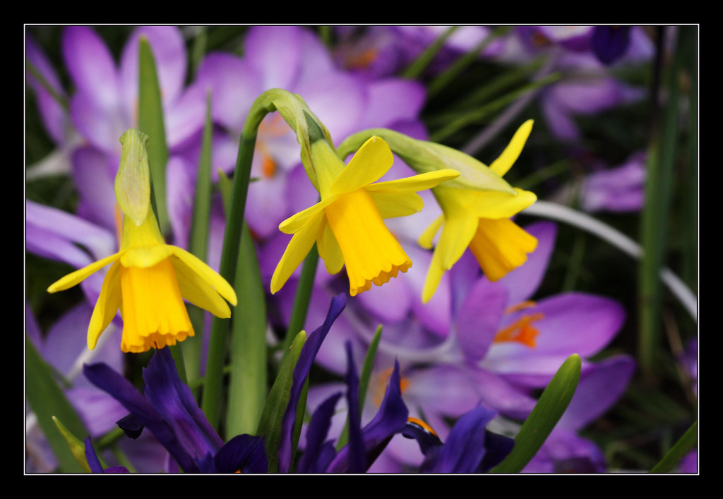 Daffodils on St Davids Day It is so lovely to see so many … Flickr