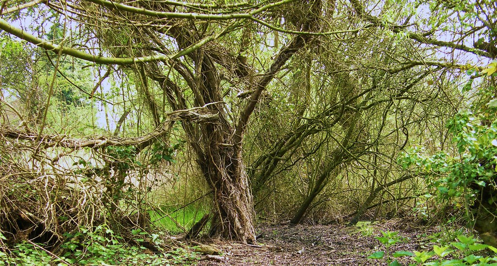 Wildlife Trusts, Norwood Road March Camb's UK.186 The Wild… Flickr