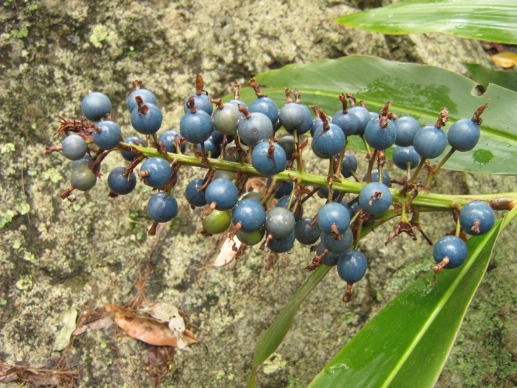 Mount Tamborine, Qld Native ginger plant, Mount Tamborine,… Bufo