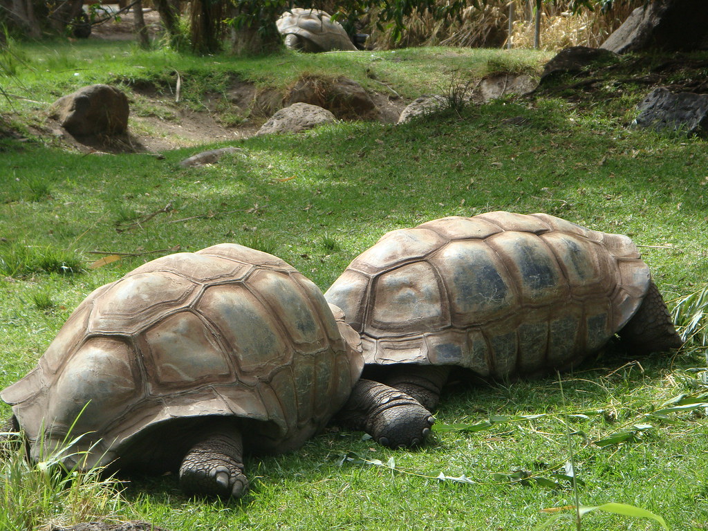 Melbourne Zoo Huge Turtle Heng YunTing Flickr