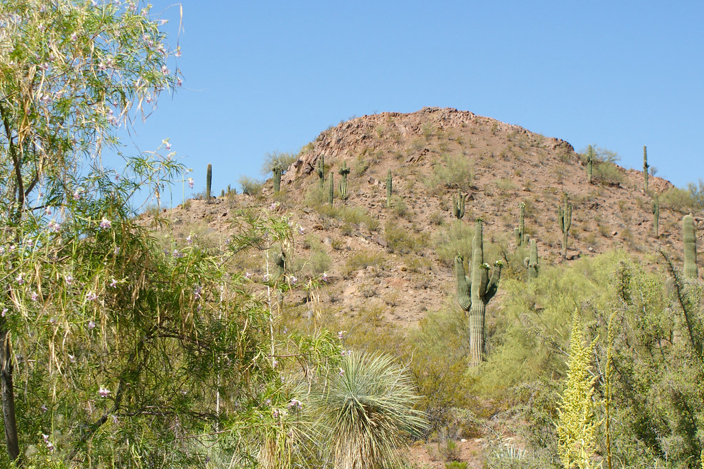 Garden Butte at Desert Botanical Garden Located in Phoenix… Flickr