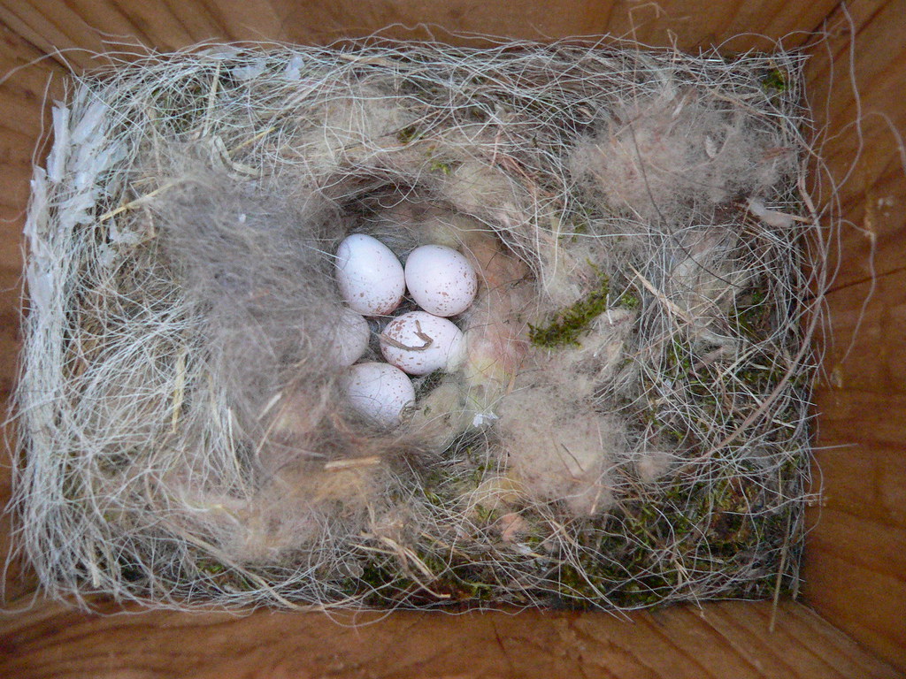 Black Crested Titmouse Eggs LeAnn Sharp Texas Bluebird Society