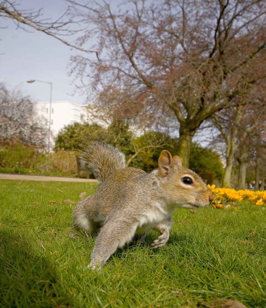 Squirrel Stag Crazy Tree Antlers! Love that pose goes wi… Flickr