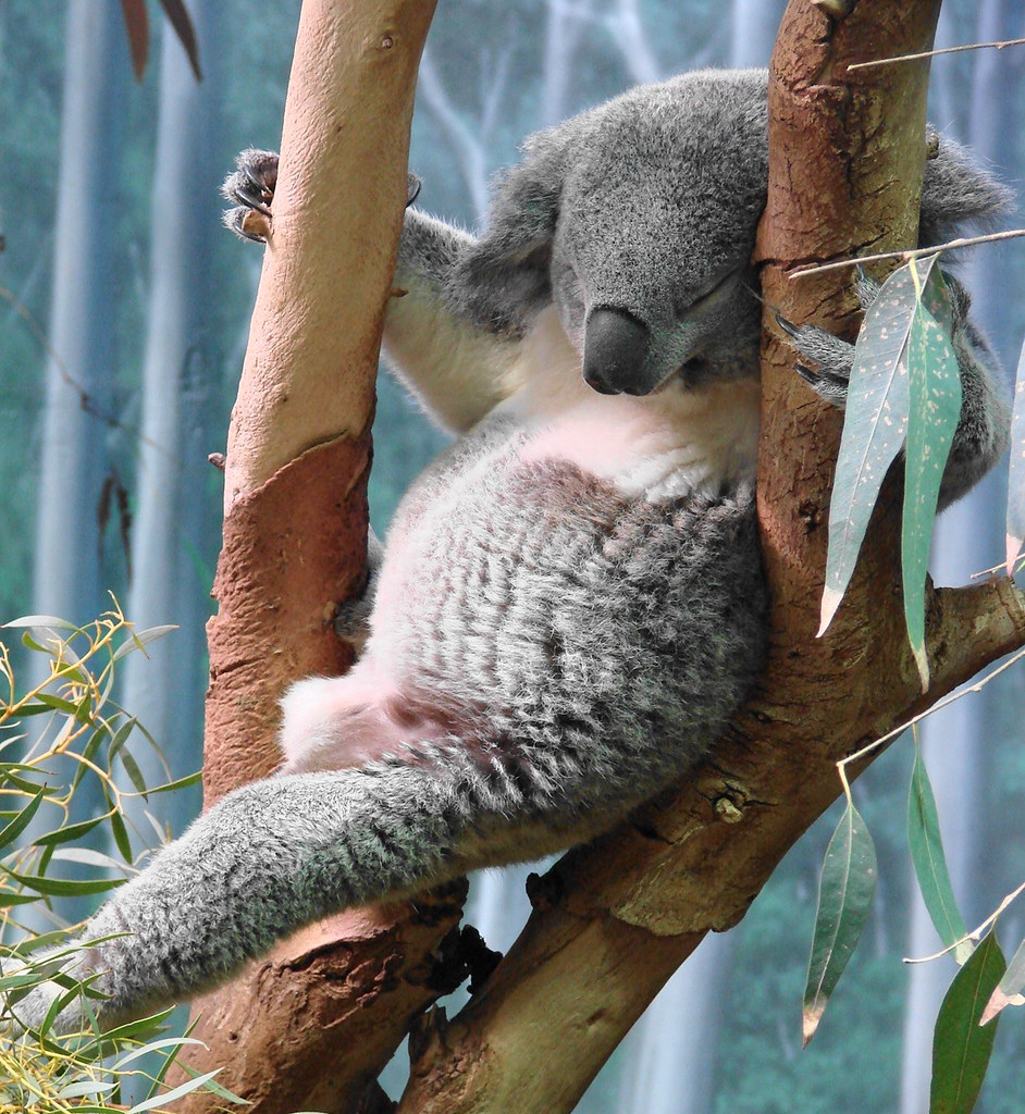 Koala named Omaroo taking a snooze Picture of Omaroo weigh… Flickr