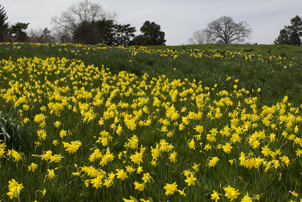 Daffodil Hill Photo by Ivo M. Vermeulen The New York Botanical