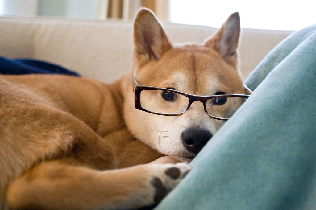 Smart Shiba a photo on Flickriver