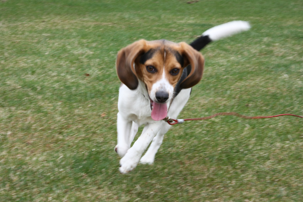 Beagle puppy running like crazy / Chiot beagle qui court c… Flickr
