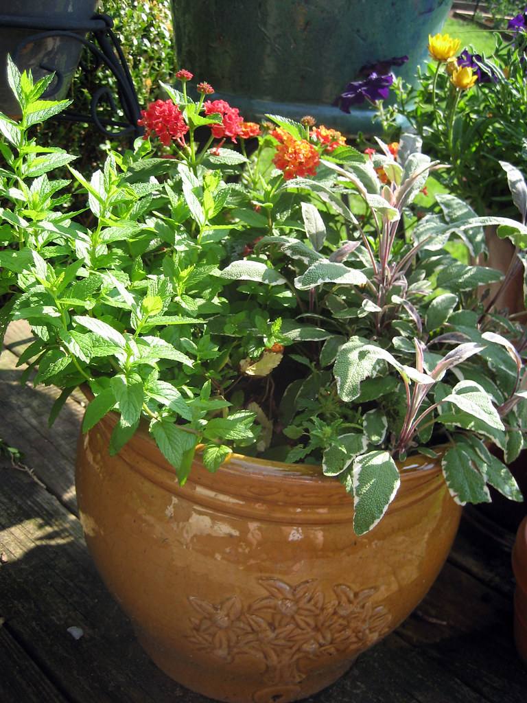 planter with tricolor sage mint and lantana Tricolor sag… Flickr
