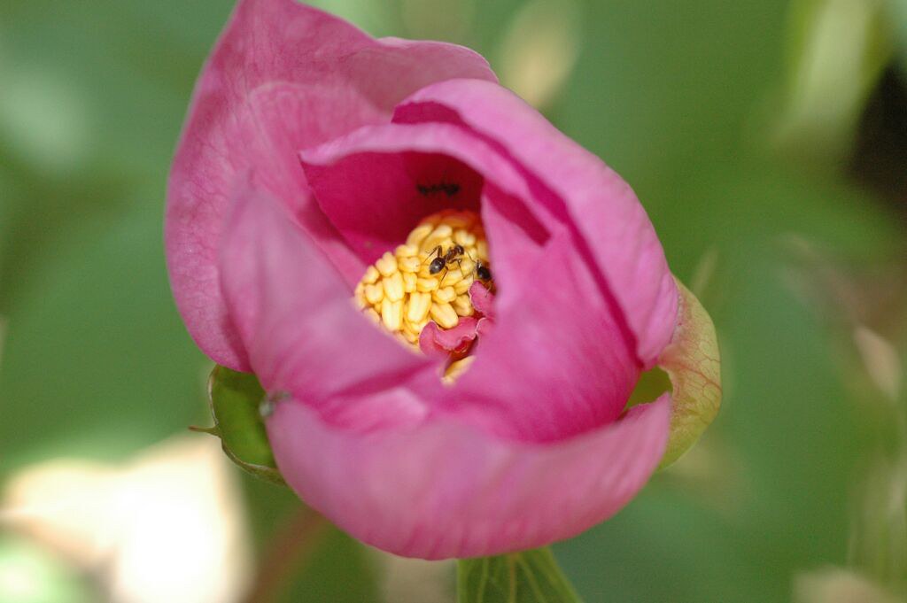 Un Fiore Speciale. Un fiore speciale. Per una Persona spec… Flickr