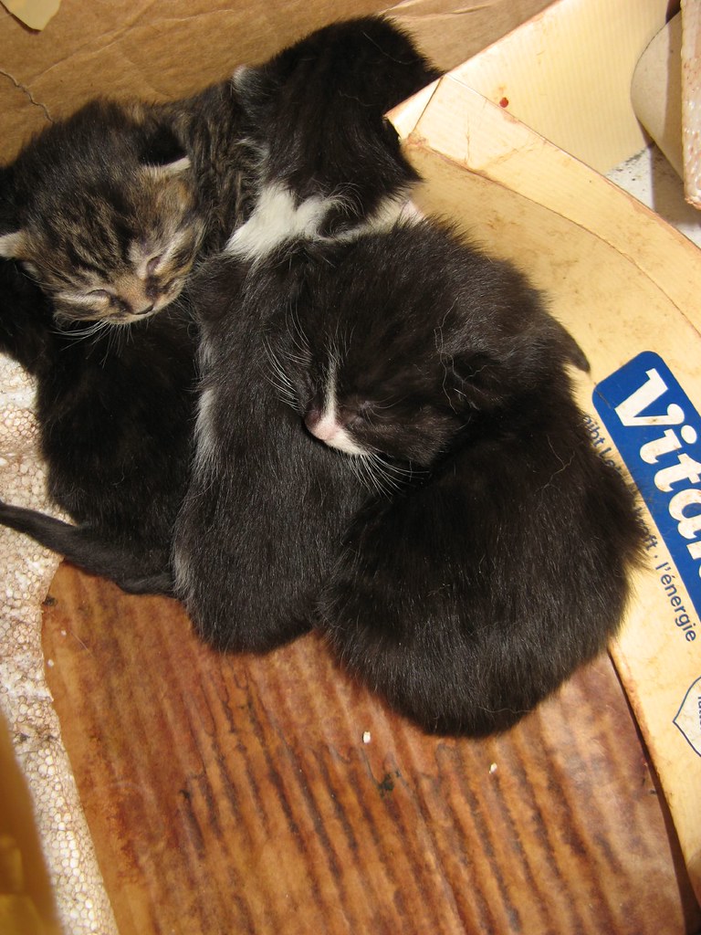 Kittens! The litter of four kittens born in our shed... NerdBirdDK