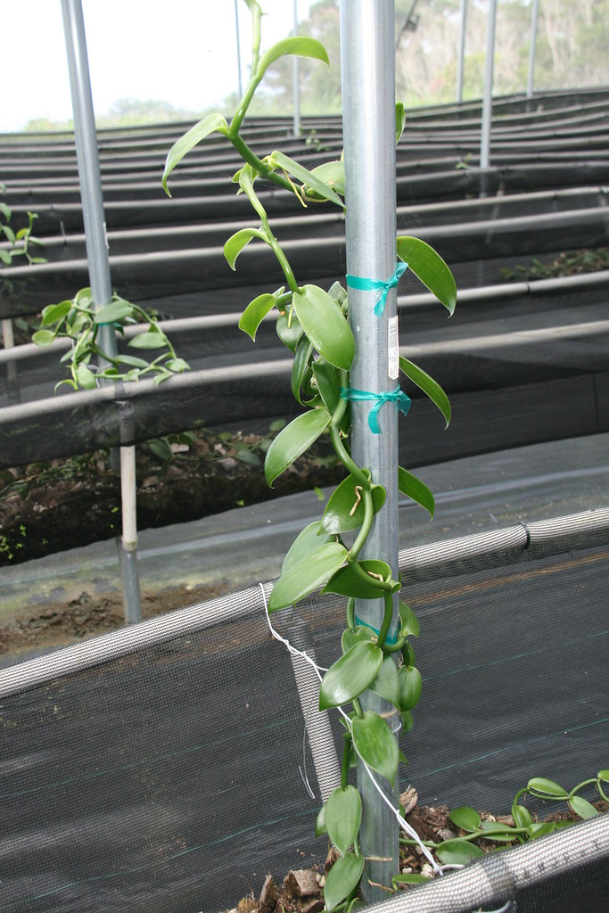 IMG_1419 Hawaiian Vanilla Company, Paauilo Hawaii Tandy Penn Flickr