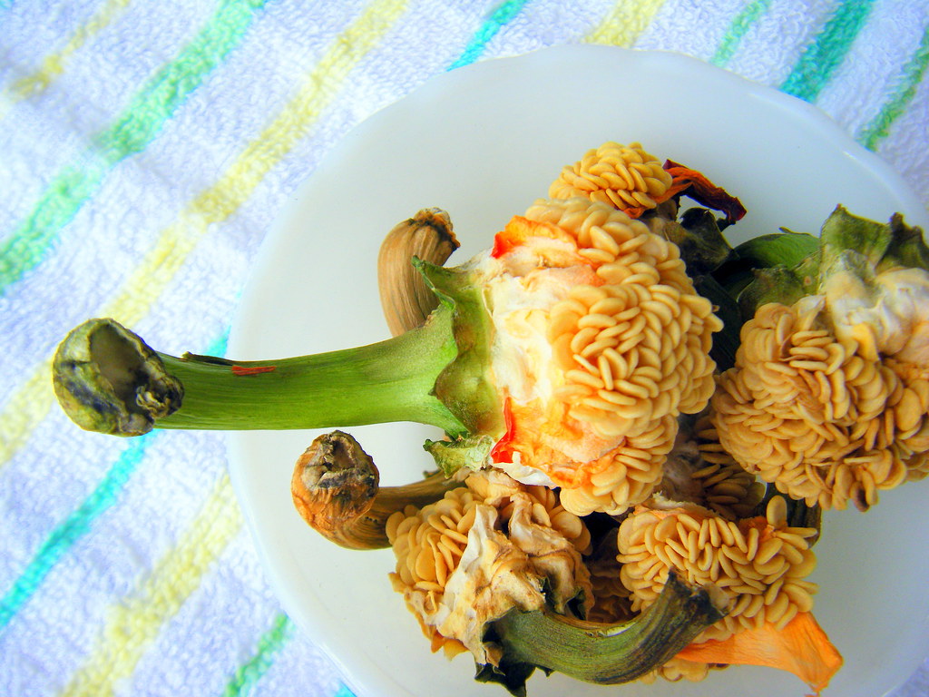 Bell Pepper Seeds drying on the kitchen counter and de… Flickr