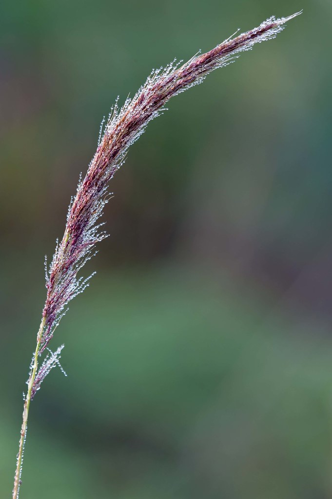 Melinis minutiflora (Molasses grass) Pine rockland, West B… Flickr