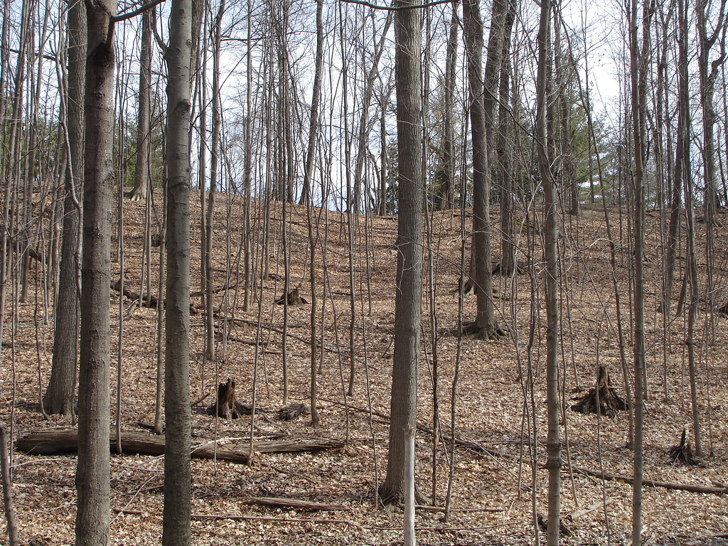 Sugarbush 2009 The Bees Flickr