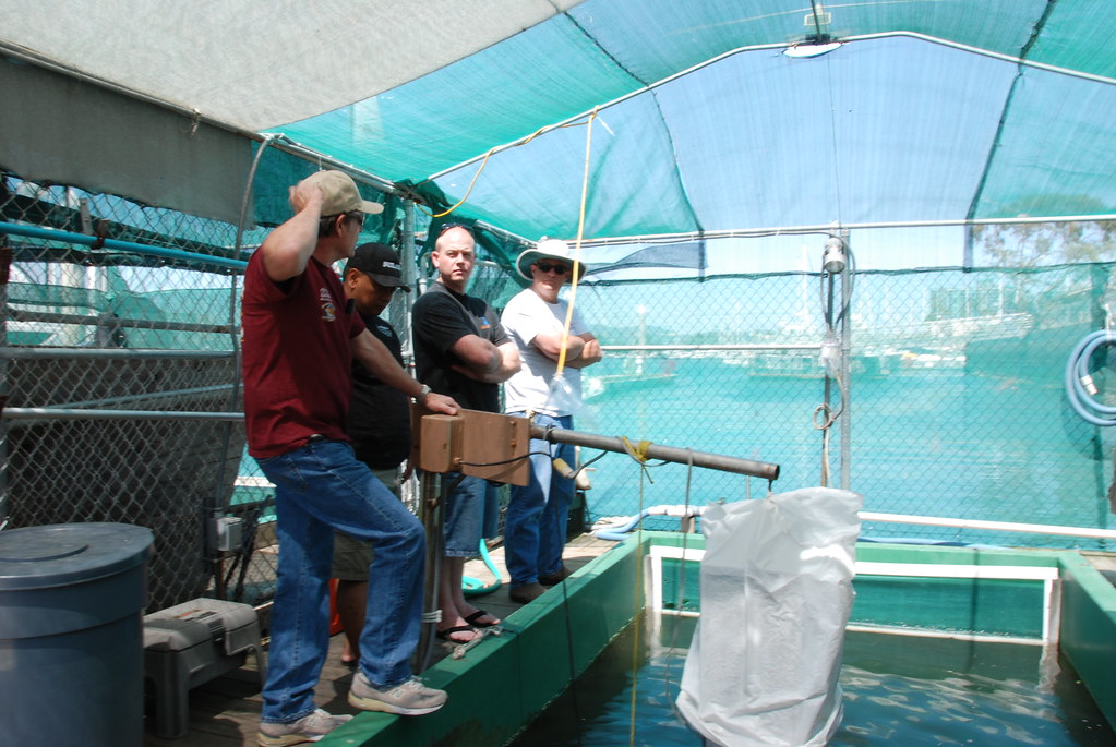 White Sea Bass Fish Hatchery Project DiazWerks Flickr