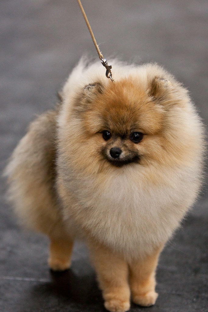 Edmonton Kennel Club Photos taken at the Edmonton Kennel C… Flickr