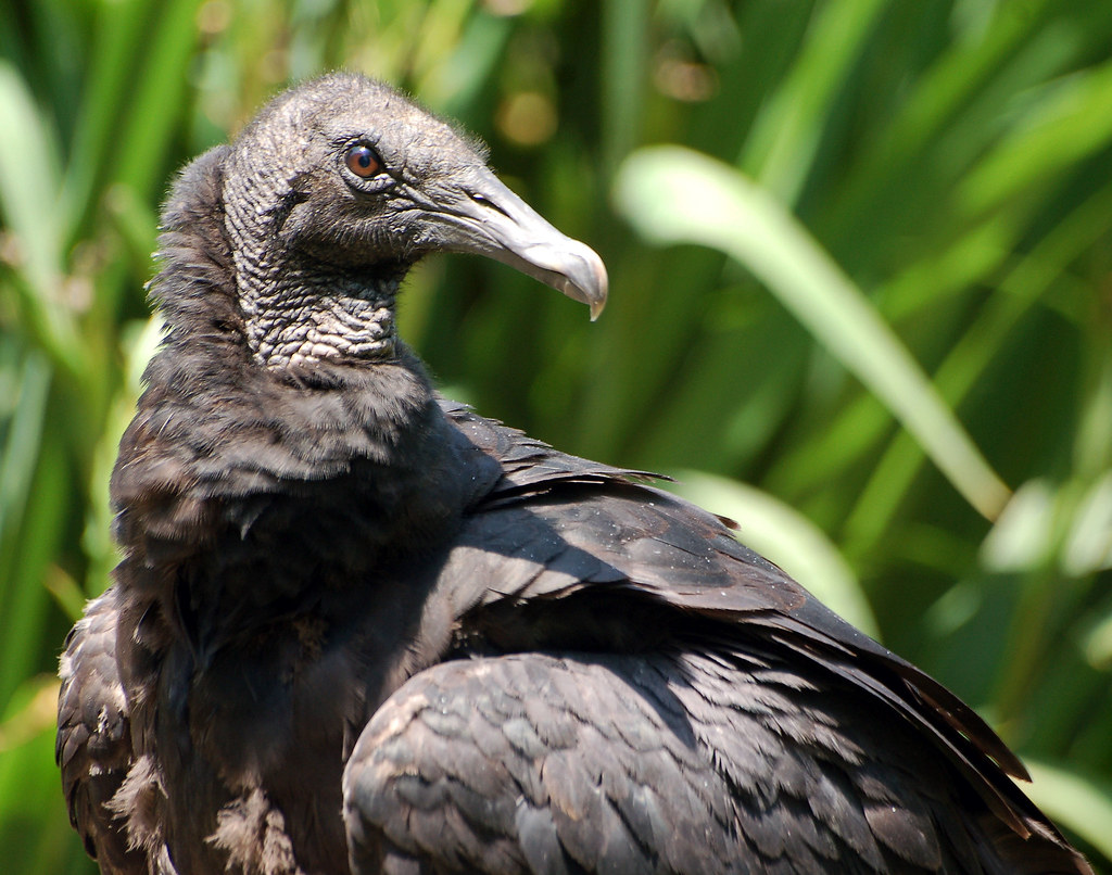 Vulture Culture One of the many Black Vultures that hang o… Flickr