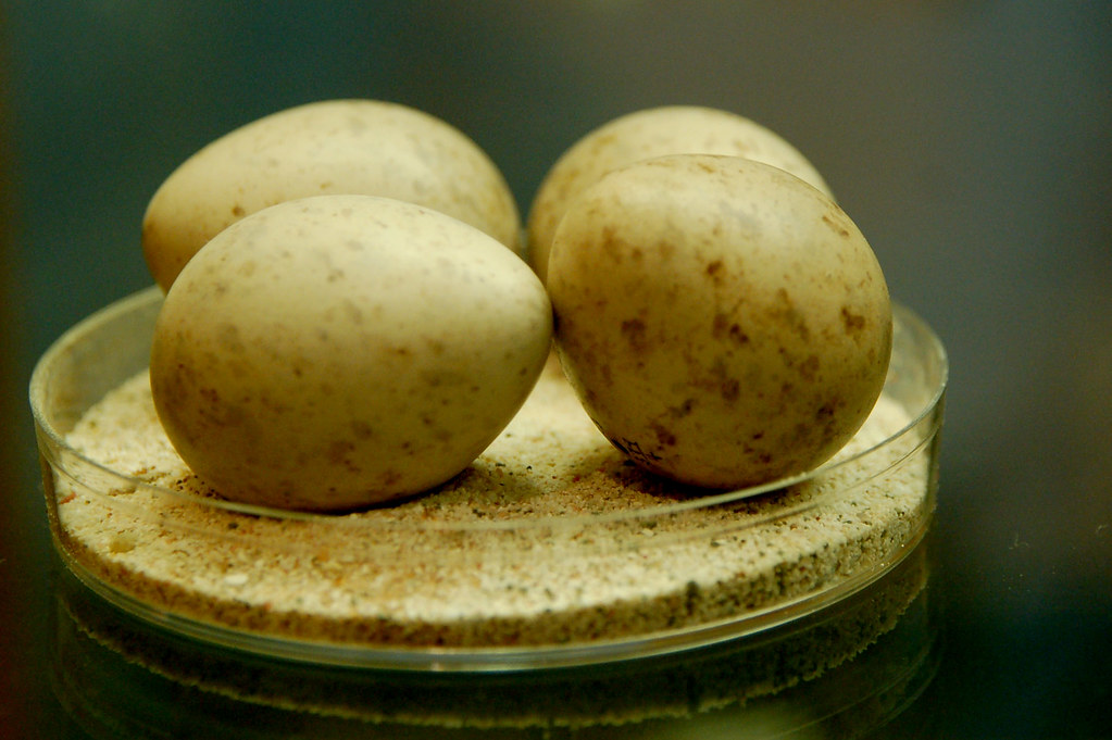 Speckled Brown Eggs At the Boston Science Museum, in Bosto… Curious