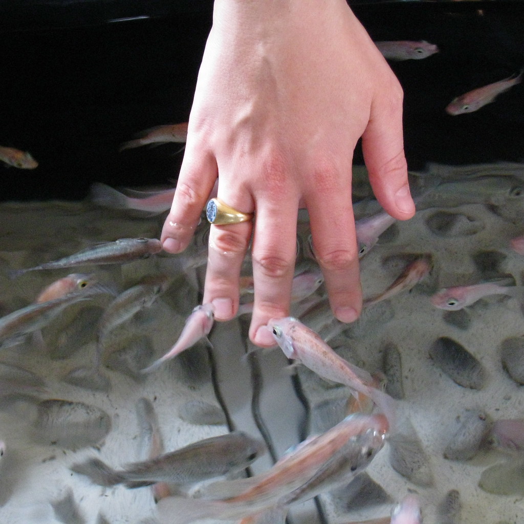 Fish Kisses AHLN Flickr