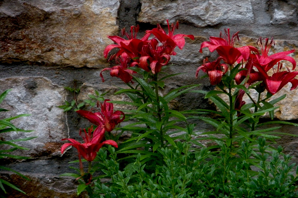 06.02.09 stop to smell the kansas city, mo flowers. th… Flickr
