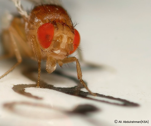 redeyed wild type fruit fly Ali Flickr