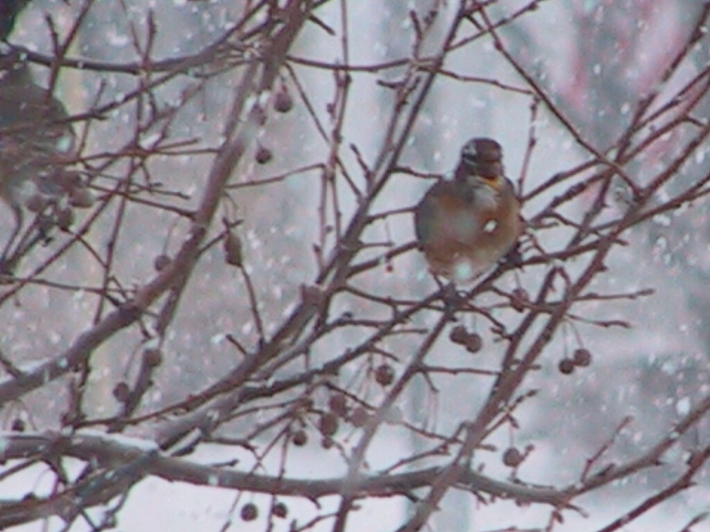 January Robins in Michigan Conni Flickr