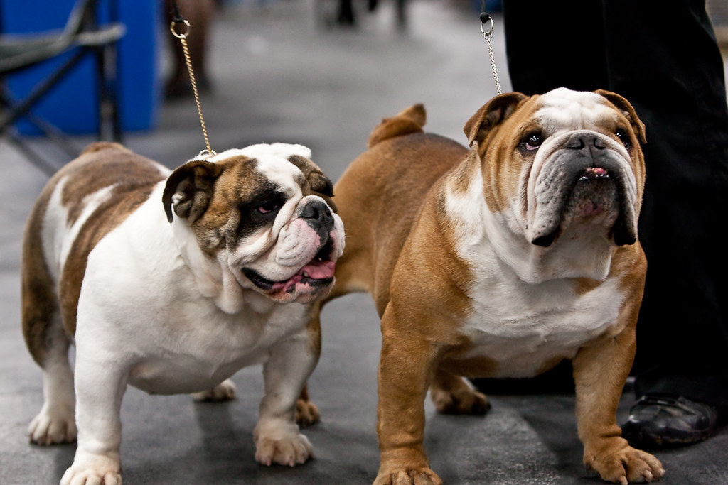 Edmonton Kennel Club Photos taken at the Edmonton Kennel C… Flickr