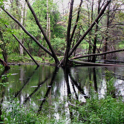 busy • beavers Peaks Island, Maine USA • Beavers' • progre… Flickr
